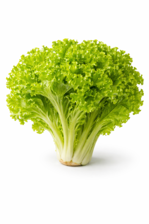 Lechuga Crespa – Unidad