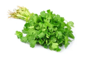 el-cilantro_manojo