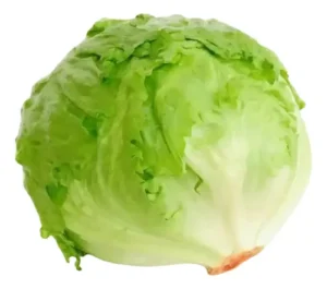 lechuga batavia